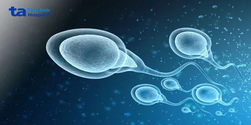 Tinh trùng là gì?