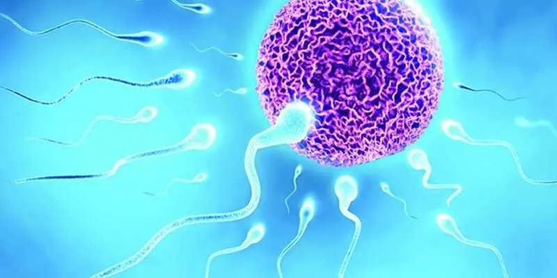 Chất lượng tinh trùng nam giới