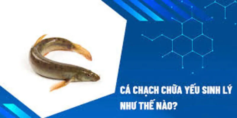 Chữa Bệnh Yếu Sinh Lý Tại Nhà Bằng Cá Chạch