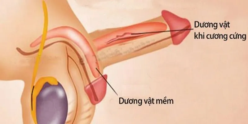 cảm giác hưng phấn tình dục giúp dương vật cương