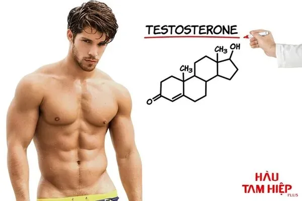 Testosterone Là Gì? Tất Tần Tật Về Vai Trò Của Testosterone Đối Với Sức Khỏe Nam Giới