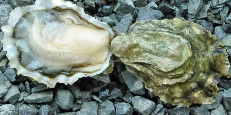 Cách Sử Dụng Tinh Chất Hàu Biển Hiệu Quả