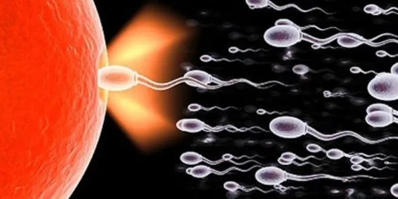 Đàn ông ăn gì để tinh trùng khỏe – Bạn có biết?